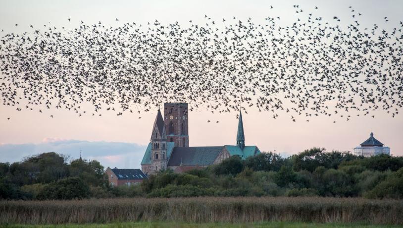 Ribe Domkirke på Sydjylland i Danmark