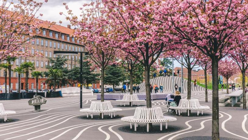 Kirsebærblomster København på Superkilen Nørrebro