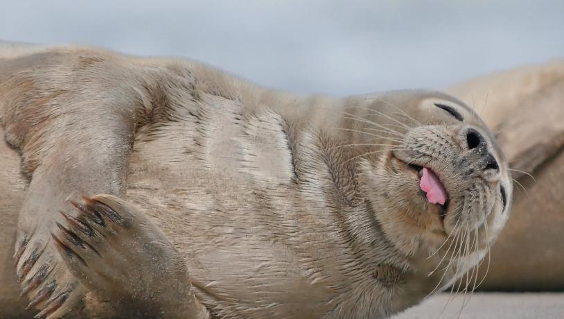 Denemarken vakantie? Ontdek de Waddenzee en Waddeneilanden