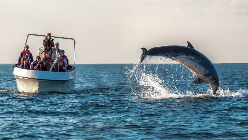 Delfin som hopper opp av vannet rett ved en båt med mennesker på delfinsafari