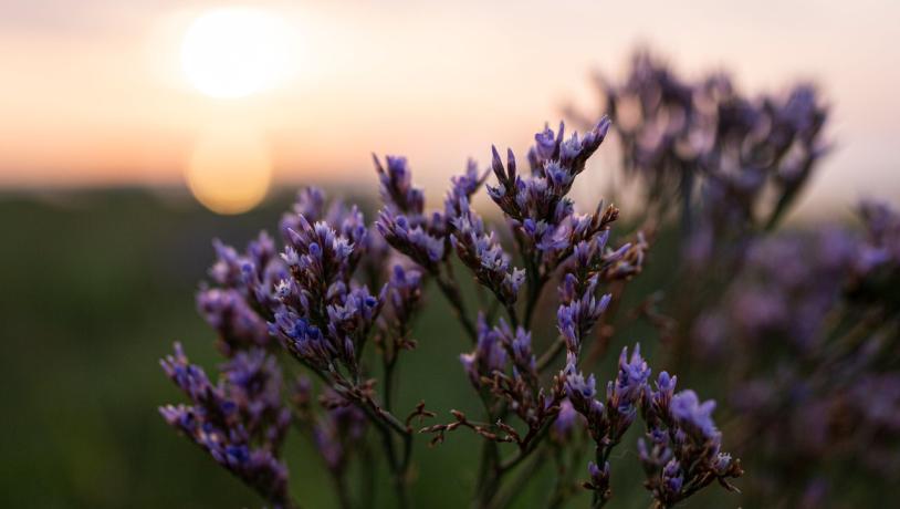 Blomst på Mandø ved Vadehavet