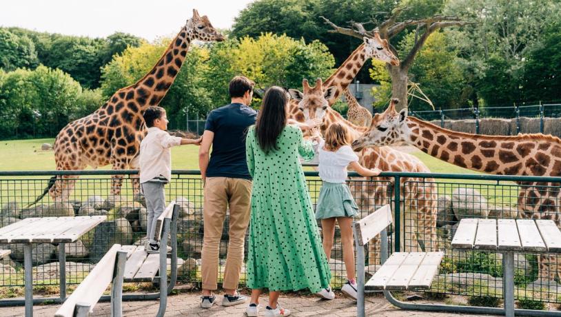 Familie ser på giraffer i Aalborg Zoo i Danmark