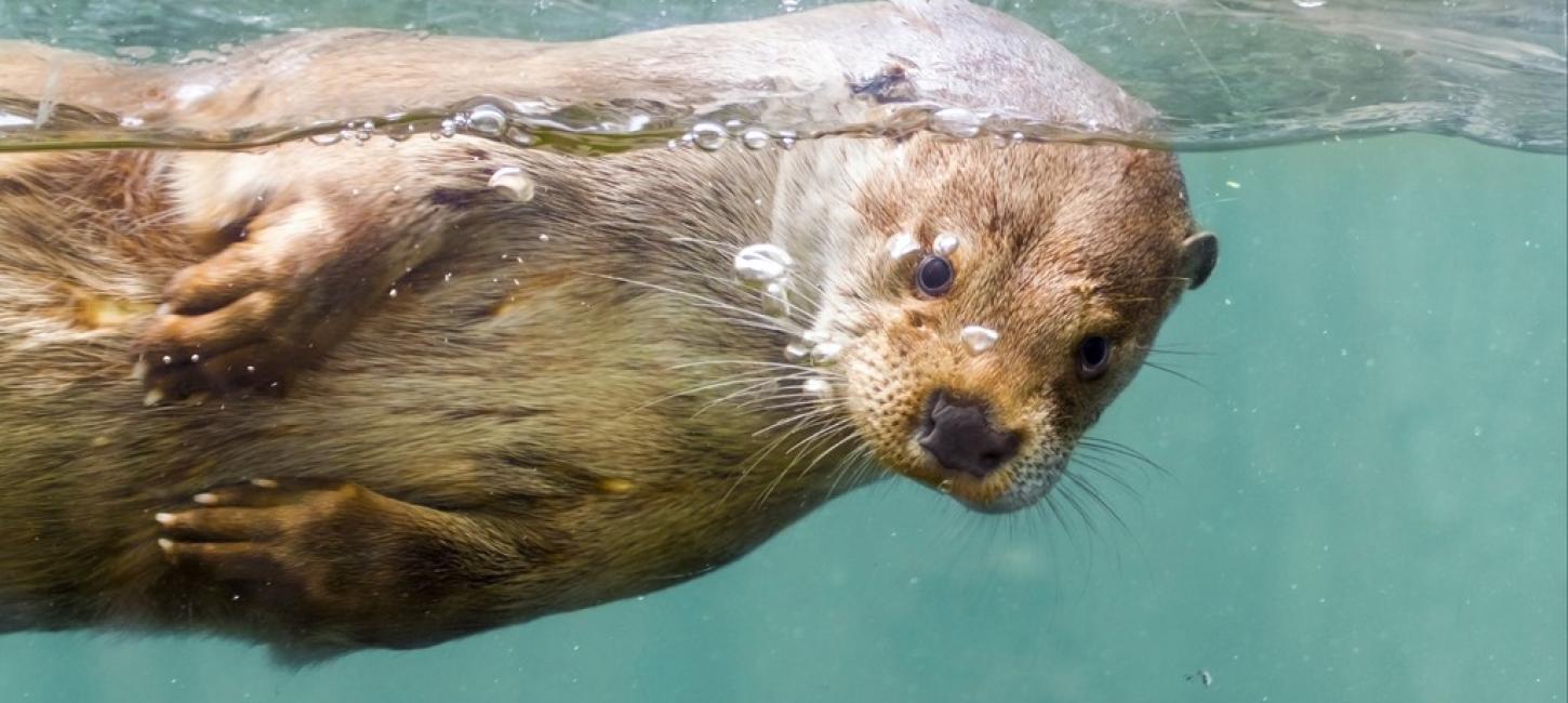 Otter in AQUA Aquarium and Wildlife Zoo in Silkeborg, Denmark