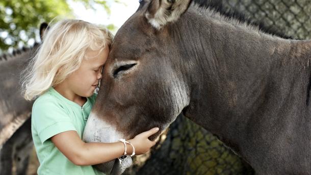 Child with donkey at Knuthenborg Safaripark, Lolland-Falster