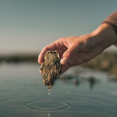 Picking up oyster on oyster safari with Signe, Nature guide at Vadehavscentret, Wadden Sea