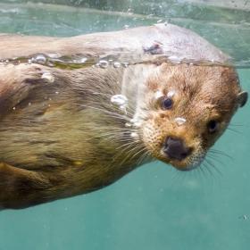 Otter in AQUA Aquarium and Wildlife Zoo in Silkeborg, Denmark