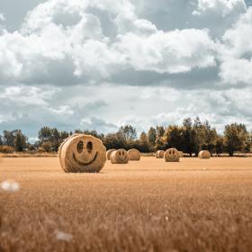 Smiling hay stacks on Fyn, Denmark