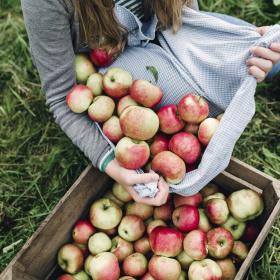 Apple picking in Denmark