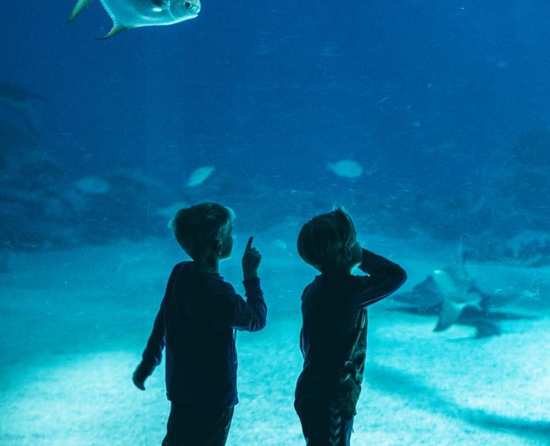 Dykk ned under overflaten på Den Blå Planet