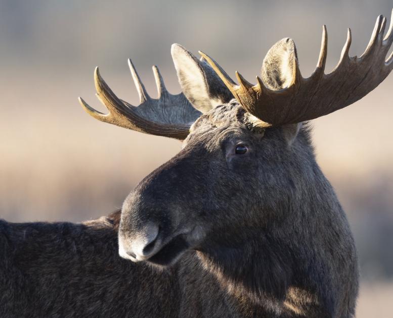 Denemarken vakantie? Ontdek de mooiste natuurbestemmingen