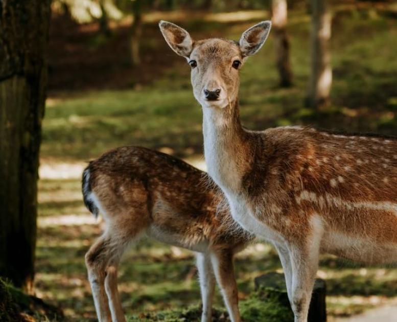 Dieren spotten tijdens je Denemarken vakantie? Spot herten in Rebild Bakker